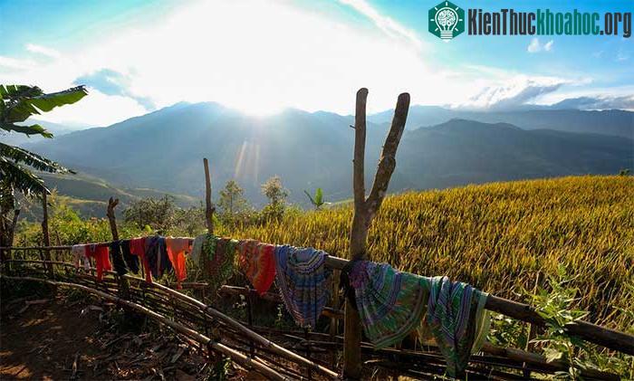 Những chiếc váy Mông sặc sỡ được hong khô bên một ruộng lúa chín vàng