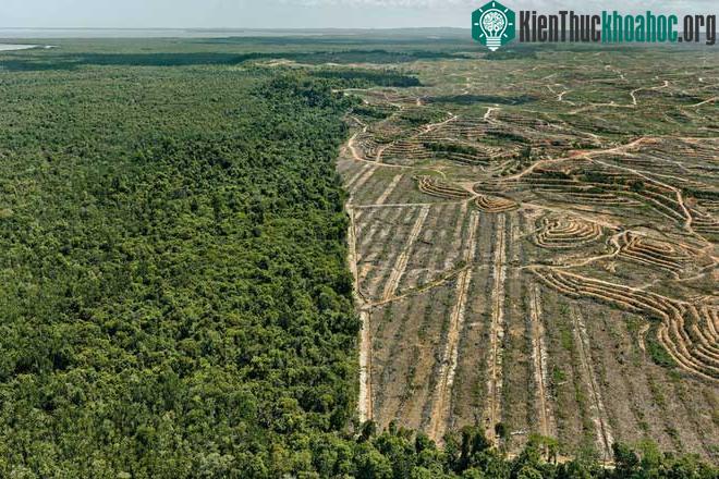 Một khu rừng tràm ở Malaysia.