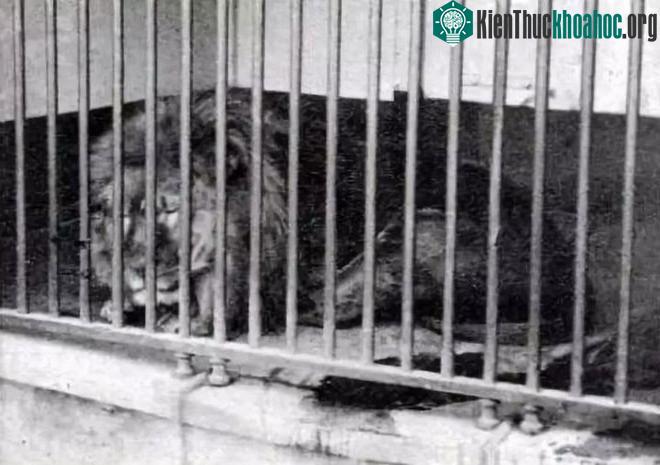 Đã tuyệt chủng một thế kỷ, liệu loài ngựa vằn "tàn lụi" này có thể thực sự sống lại? ảnh 5