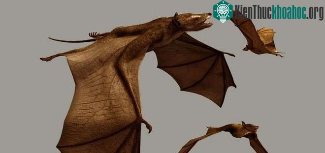 Hình ảnh phục dựng loài dơi Icaronycteris.
