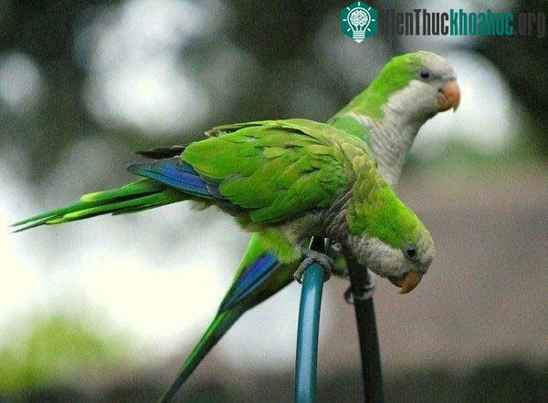 Vẹt Monk Parakeet