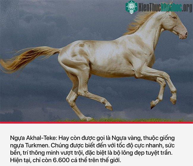 Người Akhal Teke