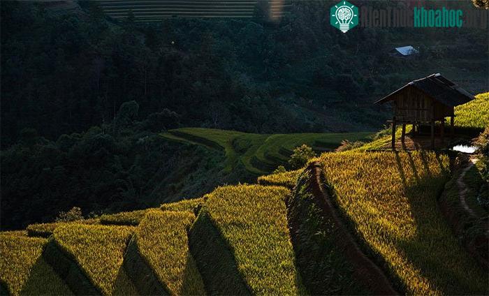 Chiếc lều đổ bóng dài trên những thửa ruộng trong chiều hoàng hôn