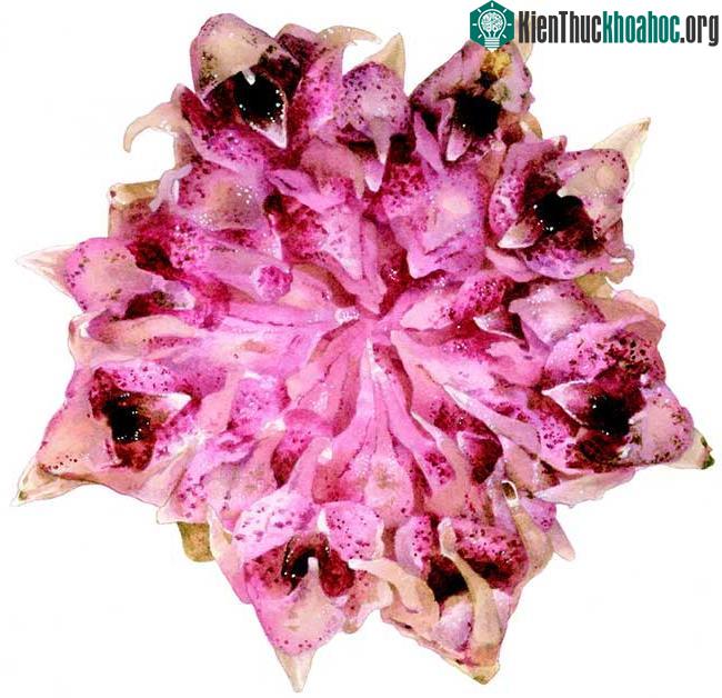 Cận cảnh loài lan Rhizanthella speciosa