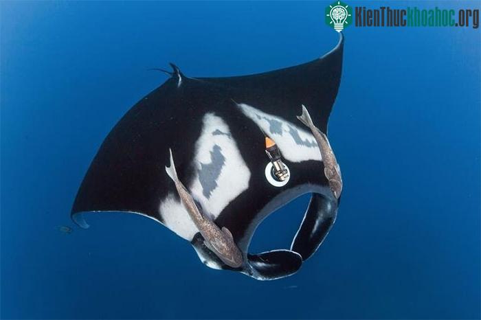 Cá đuối Manta khổng lồ đeo một chiếc Crittercam nhỏ để thu thập dữ liệu về hành vi
