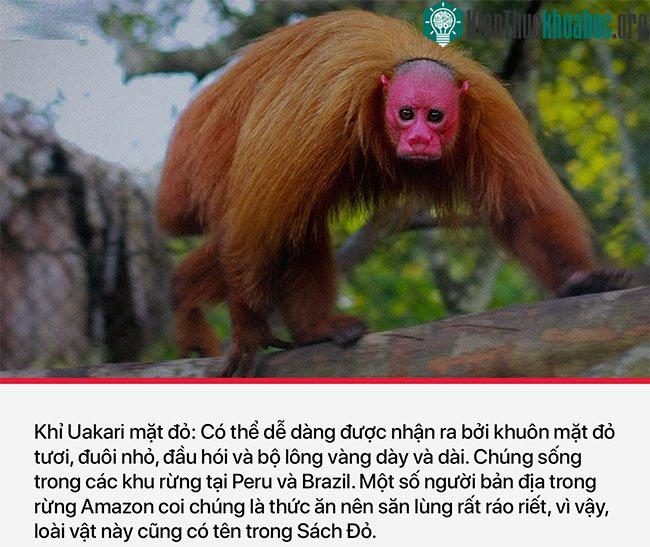Khỉ Uakari mặt đỏ