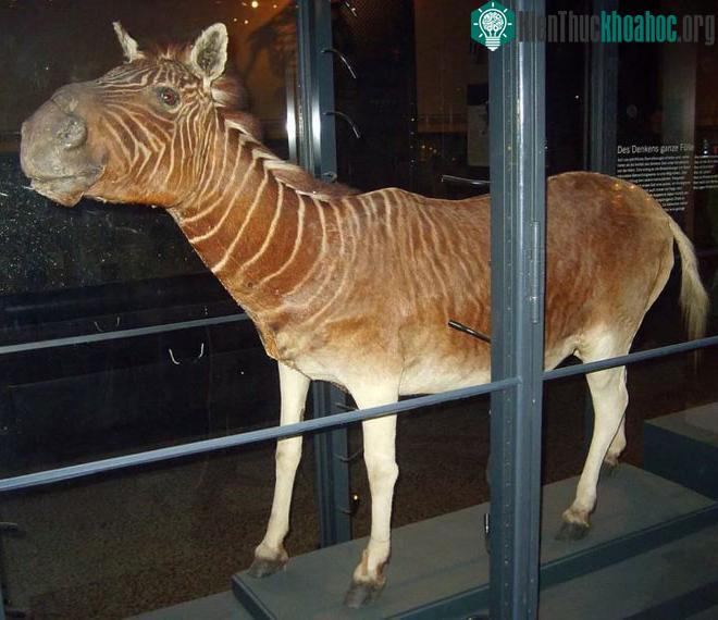 Tiêu bản ngựa Quagga.
