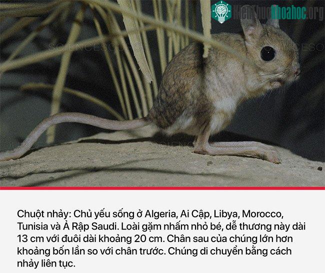 Chuột nhảy