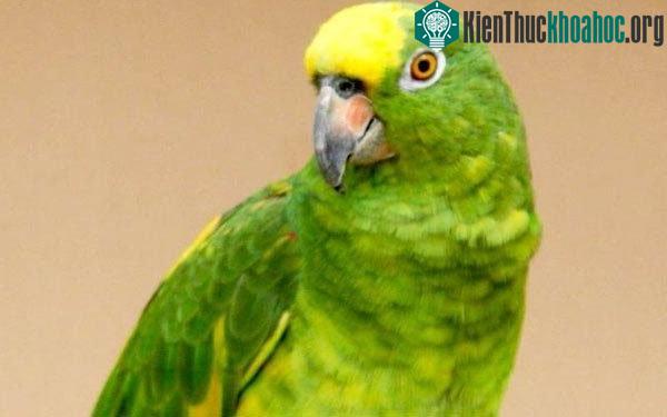 Vẹt Yellow-crowned Amazon