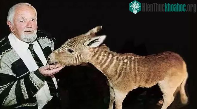 Đã tuyệt chủng một thế kỷ, liệu loài ngựa vằn "tàn lụi" này có thể thực sự sống lại? ảnh 9