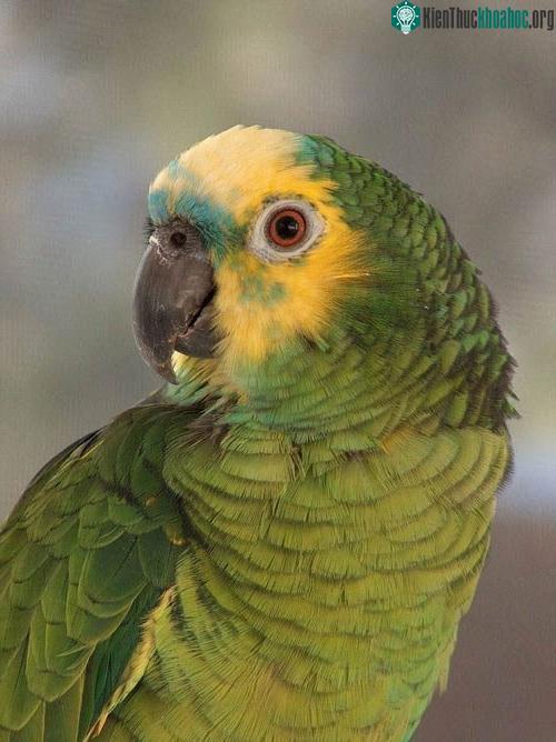 Vẹt Blue-fronted Amazon