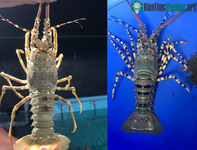 Tôm nuôi trong bể cho sắc tôm sáng, hài hòa, vỏ mỏng, sức khỏe phát triển ổn định, sạch bệnh