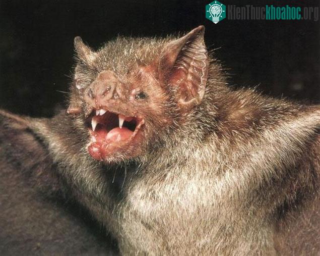 Dơi quỷ - vampire bat.