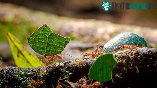 Loài kiến đã biết nuôi nấm kể từ sau khi loài khủng long tuyệt chủng.