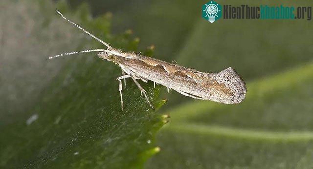 Bướm đêm lớn