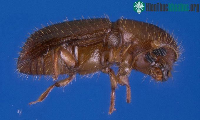 Bọ cánh cứng Xyleborus affinis dài khoảng 2 mm khi trưởng thành.