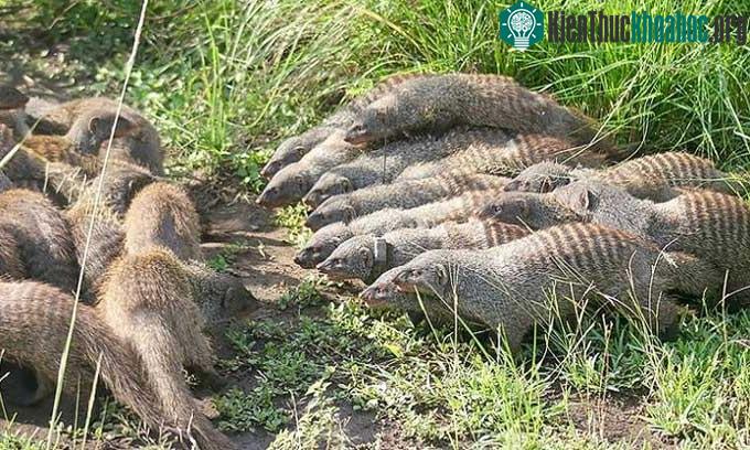 Hai đàn cầy mangut vằn chuẩn bị giao chiến.