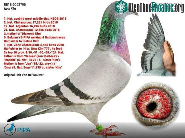 Chim bồ câu New Kim có giá 1,5 triệu USD