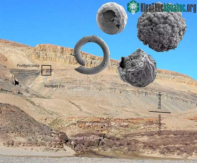 Các sinh vật cổ quái từ Hệ tầng Portfjeld