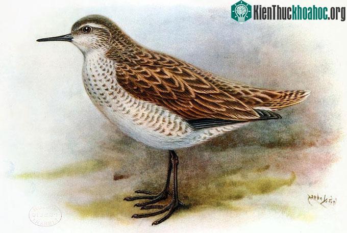 Mô phỏng loài chim lội nước Prosobonia sauli