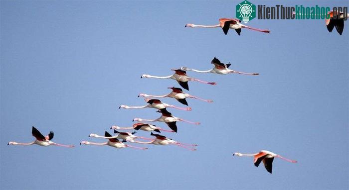 Các loài di cư "đoản thọ" hơn loài sống cố định.