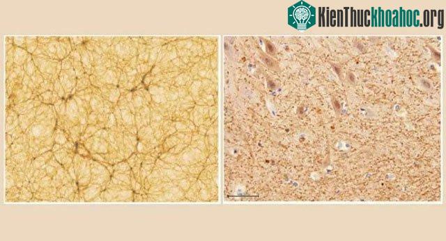 Các cấu trúc được hình thành với cùng mức độ phức tạp và tự tổ chức.