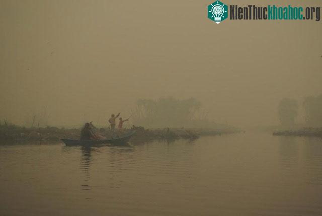 Các khu vực đất than bùn có mức độ đa dạng sinh học cao.