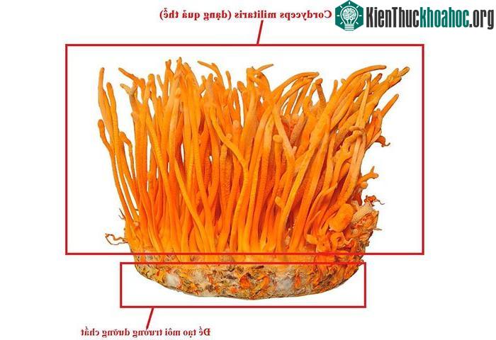 Đông trùng hạ thảo