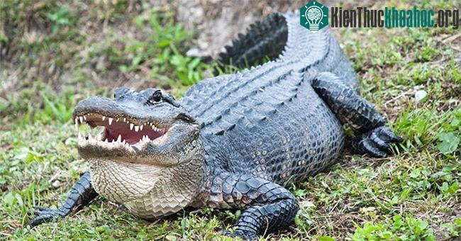 Phát hiện cá sấu có khả năng tái sinh đuôi bị mất ảnh 0