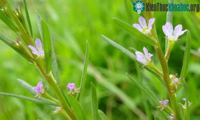 Cây Lythrum hyssopifolia với hoa màu trắng phớt hồng.
