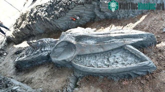 Bộ xương hiện vẫn đang được định tuổi carbon.