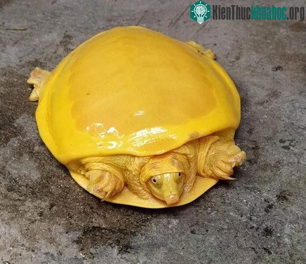 Cá thể rùa vàng mới được phát hiện ở Ấn Độ