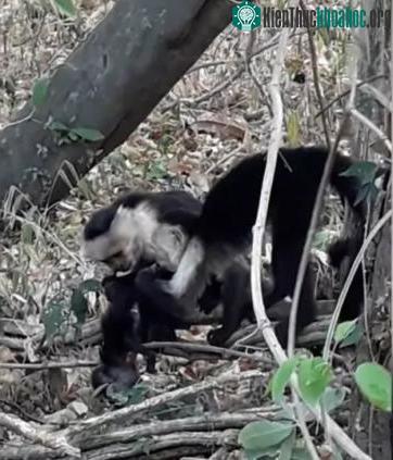 Con khỉ cái đầu đàn và con khỉ đực 2 tuổi ăn thịt đồng loại.