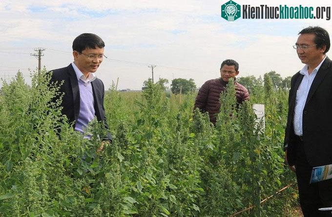 Nhóm nghiên cứu đánh giá khả năng chịu hạn, mặn của cây diêm mạch.