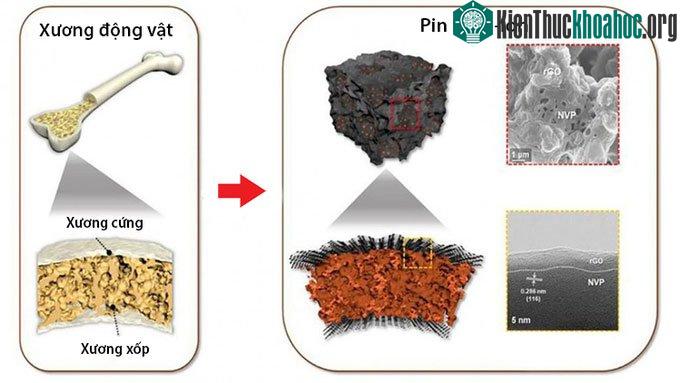 Cấu trúc pin natri-ion lấy cảm hứng từ xương động vật có vú.
