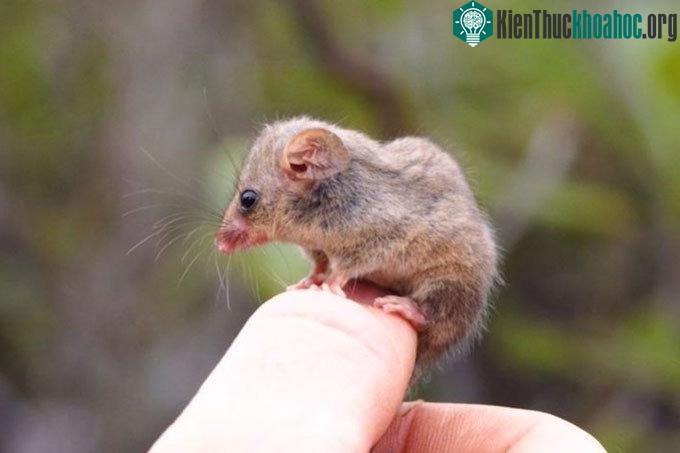 Chồn possum lùn Tasmania tái xuất trên đảo Kangaroo.