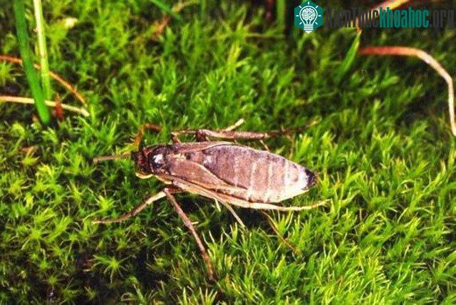 Gió lớn liên tục làm cho việc bay của côn trùng ở trên những hòn đảo này trở nên khó khăn hơn.
