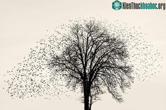 Hình ảnh hàng triệu con chim sáo bay lượn trên bầu trời
