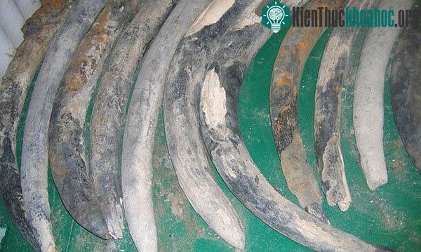 Những chiếc ngà voi được tìm thấy trên con tàu đắm cho thấy sự thay đổi khủng khiếp lên một giống loài mà con người đã gây nên
