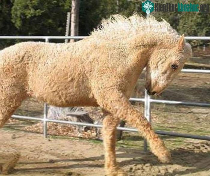 Ngựa xoăn là một trong những bí ẩn lớn nhất trong thế giới loài ngựa.