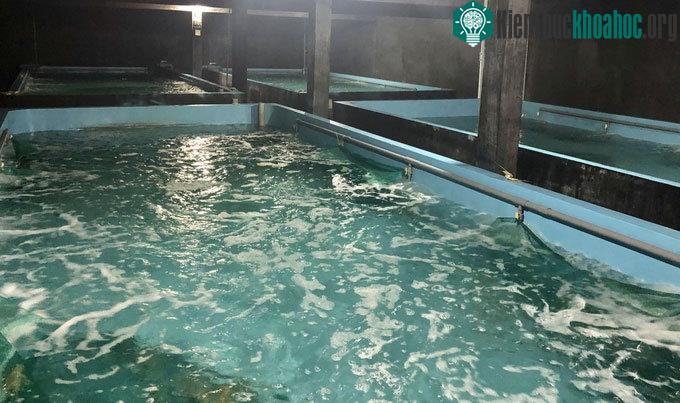 Nguồn nước được xử lý qua hệ thống RAS, chỉ số về nhiệt độ, độ mặn đạt mức an toàn.