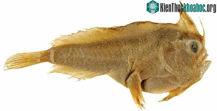 Mẫu vật cá tay trơn duy nhất con người có được từ năm 1802.