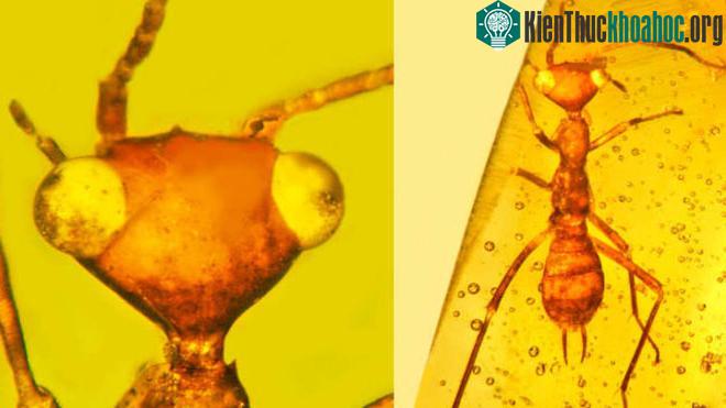 Những hóa thạch hổ phách kỳ lạ nhất từng được phát hiện ảnh 1
