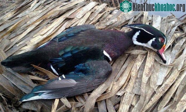 Xác một trong số những con vịt trời.