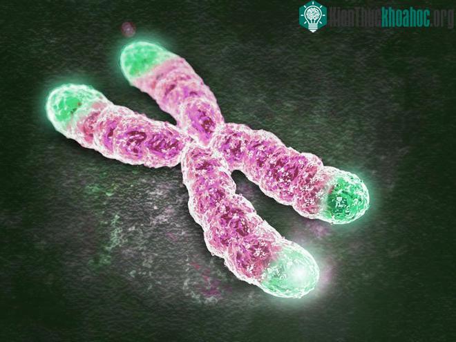 Telomere.