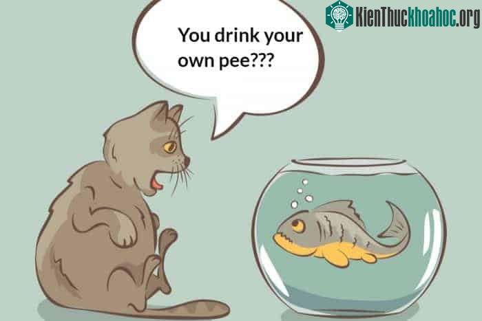 Loài cá không thực sự cần cảm giác khát nước thì mới uống nước.