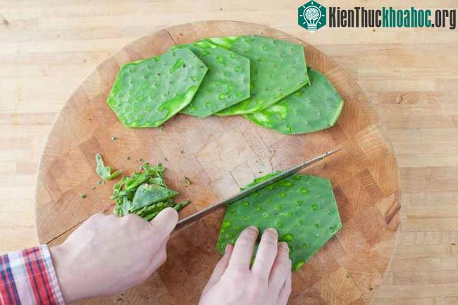 Xương rồng tai thỏ