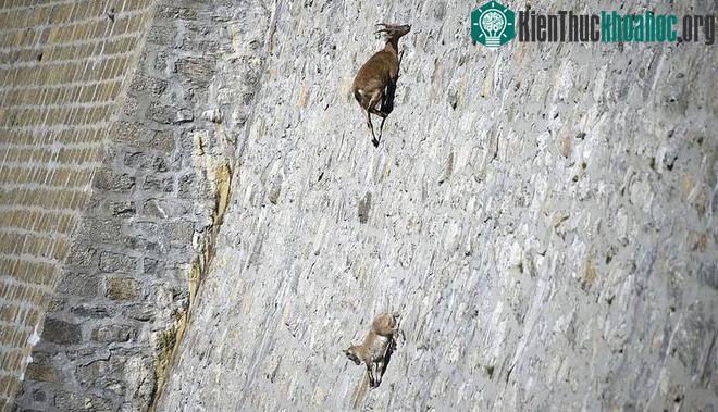 Tường đập đá là một nguồn muối và khoáng chất quý giá.