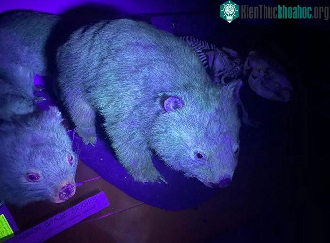 Mẫu vật gấu túi mũi trần phát sáng dưới tia UV.