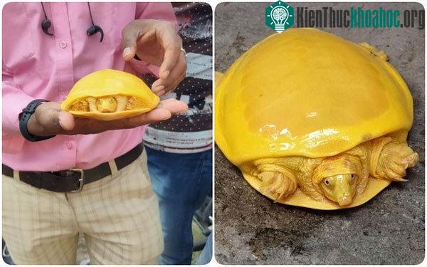 Màu sắc kỳ lạ mà con rùa có là một hiện tượng đột biến